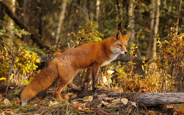 Fox forest autumn leaves blurry free wallpaper for desktop - medium preview image