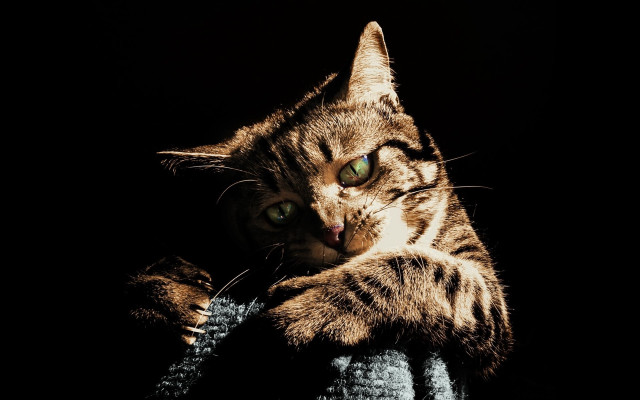 Cat portrait green eyes chiaroscuro free wallpaper for desktop - medium preview image