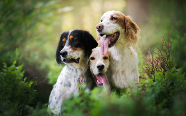 Three dogs forest tongues out free wallpaper for desktop - medium preview image