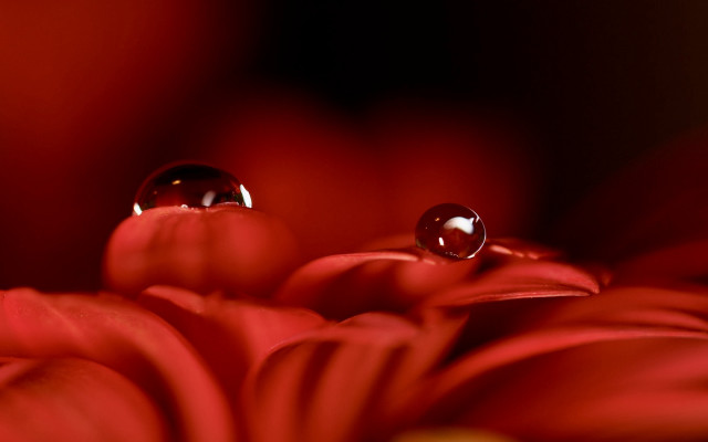 Flower water drops macro blurry #2 free wallpaper for desktop - medium preview image