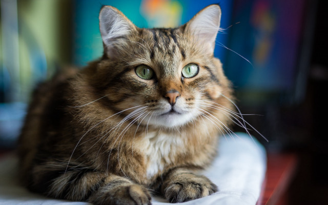 Sad cat table felix darley free wallpaper for desktop - medium preview image