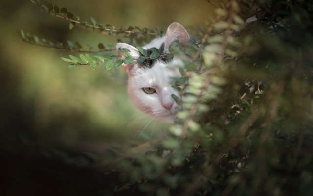 Cat peeking tree branch leaves free wallpaper for desktop - medium preview image