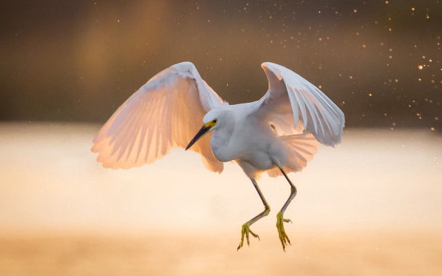 White bird arabesque full moon free wallpaper for desktop - medium preview image