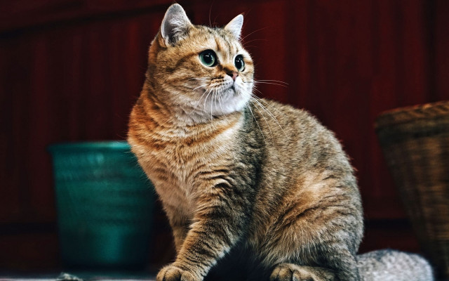 Cat basket food red wall free wallpaper for desktop - medium preview image