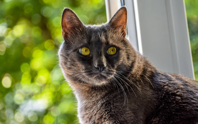 Cat window green trees blurry free wallpaper for desktop - medium preview image
