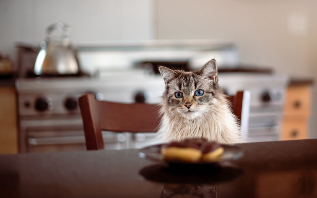 White cat sitting table food free wallpaper for desktop - medium preview image