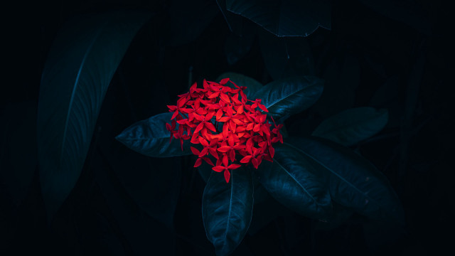 Red flower green leaves night free wallpaper for desktop - medium preview image