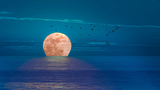 Full moon ocean birds blue free wallpaper for desktop - medium preview image