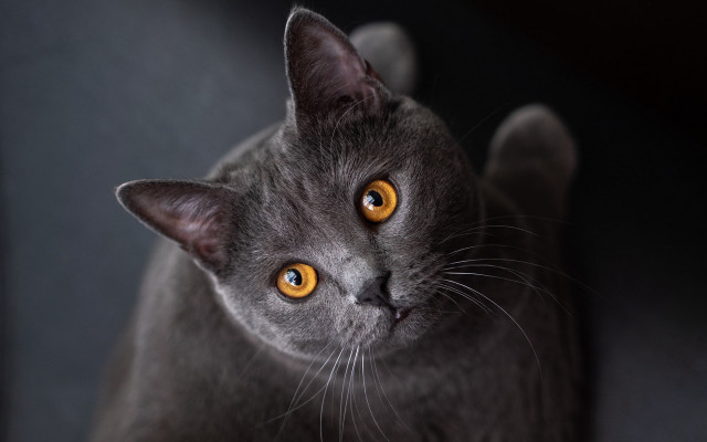 Gray yellow eyes cat black free wallpaper for desktop - medium preview image