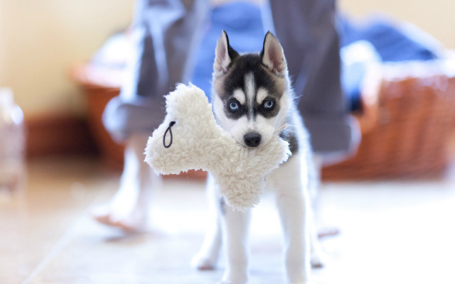 Husky stuffed animal blurry background free wallpaper for desktop - medium preview image