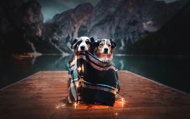Dogs dock blanket lights mountains free wallpaper for desktop - medium preview image