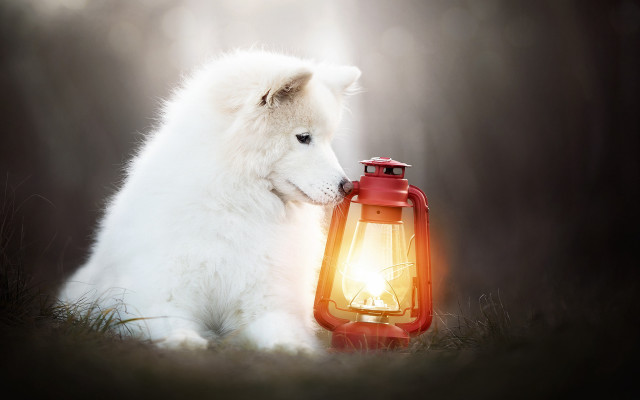 White dog red lantern grass free wallpaper for desktop - medium preview image