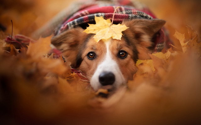 Shiba inu autumn leaves blurry free wallpaper for desktop - medium preview image