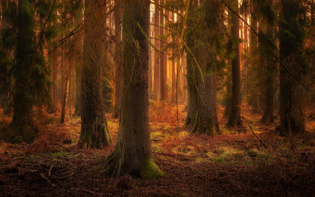 Forest autumn leaves bushes path free wallpaper for desktop - medium preview image