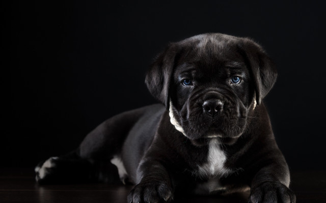 Black dog wooden floor white free wallpaper for desktop - medium preview image