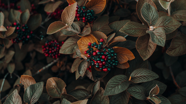 Bush berries leaves blurry butterfly free wallpaper for desktop - medium preview image