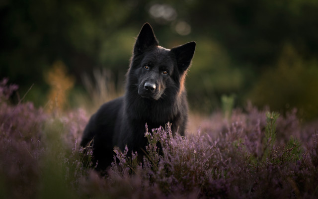 Black dog purple flower field free wallpaper for desktop - medium preview image