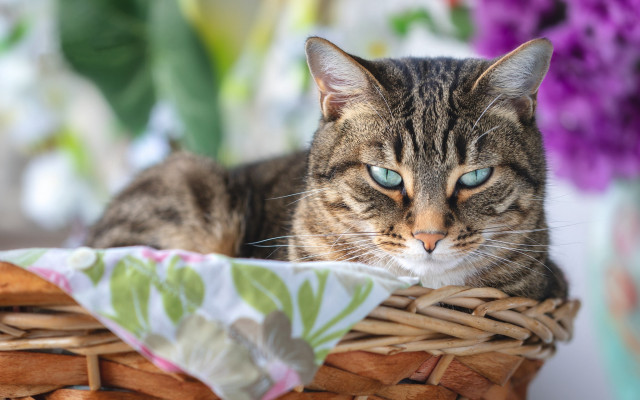 Cat basket flowers blurry focus free wallpaper for desktop - medium preview image