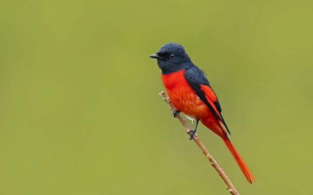 Red black bird branch green #2 free wallpaper for desktop - medium preview image