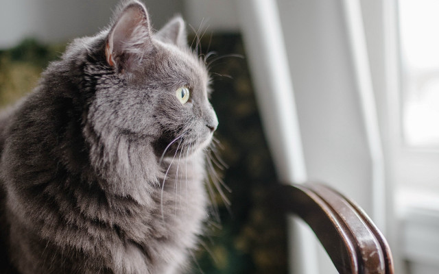 Cat chair dog wolf blurry free wallpaper for desktop - medium preview image