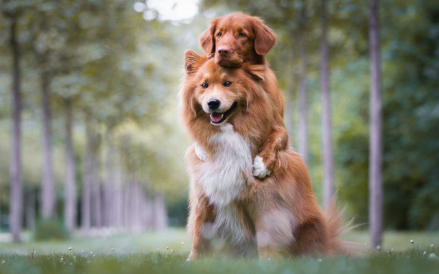 Dog grass shiba inu blurry free wallpaper for desktop - medium preview image