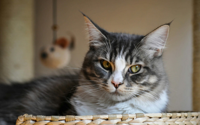 Serious cat in basket brenda free wallpaper for desktop - medium preview image