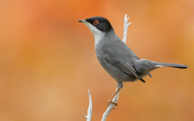 Small bird perched branch orange #2 free wallpaper for desktop - medium preview image