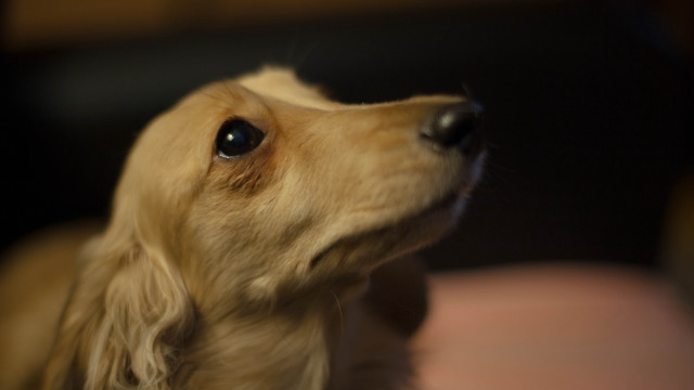 Dog looking up blurry background free wallpaper for desktop - medium preview image