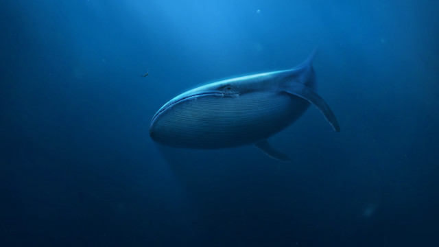 Whale light shining ocean fish free wallpaper for desktop - medium preview image