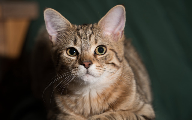 Sad cat on table felix free wallpaper for desktop - medium preview image