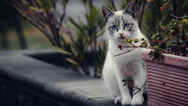 White cat ledge planter branch free wallpaper for desktop - medium preview image