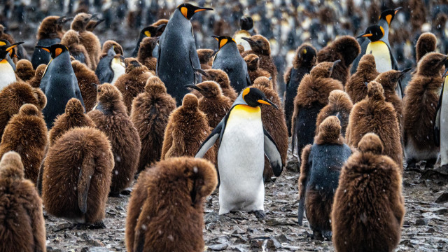 Penguins group rocks gravel camera free wallpaper for desktop - medium preview image