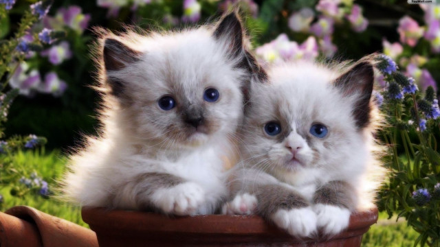 Two kittens flower pot blue free wallpaper for desktop - medium preview image