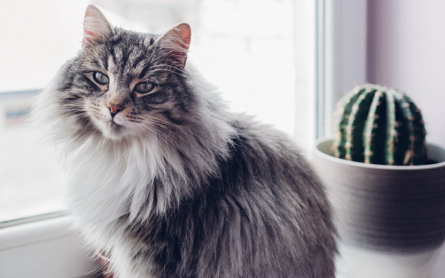 Cat cactus window sill plant free wallpaper for desktop - medium preview image