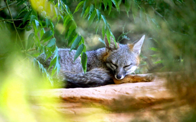 Small fox sleeping rock woods free wallpaper for desktop - medium preview image
