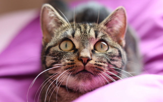 Surprised cat bed purple pink free wallpaper for desktop - medium preview image
