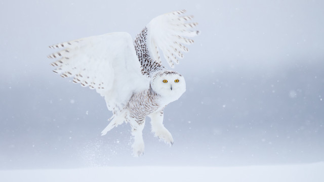 Snowy owl flying night sky free wallpaper for desktop - medium preview image