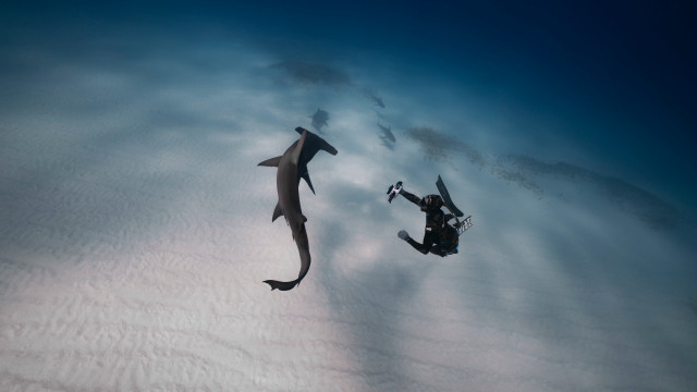 Diving shark camera aircraft cloud free wallpaper for desktop - medium preview image