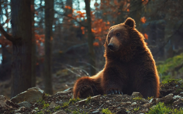 Brown bear rocky hillside forest #2 free wallpaper for desktop - medium preview image
