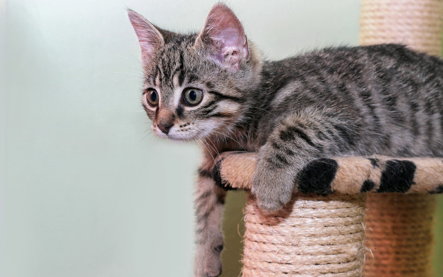 Curious kitten sitting scratching post free wallpaper for desktop - medium preview image