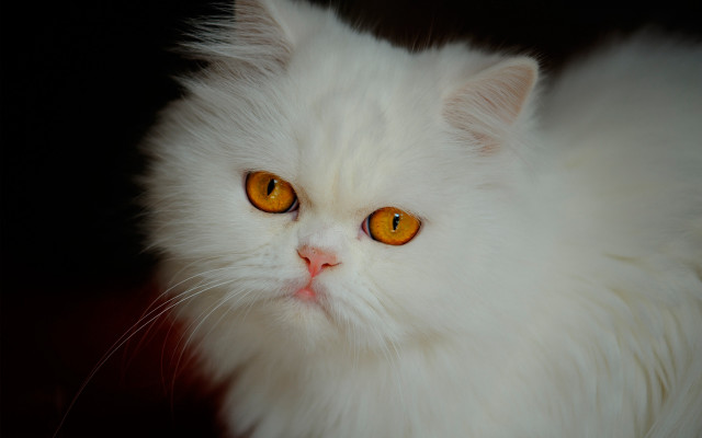 White cat yellow eyes black free wallpaper for desktop - medium preview image