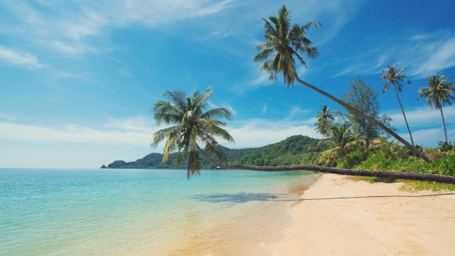 Beach palm trees blue sky #29 free wallpaper for desktop - medium preview image