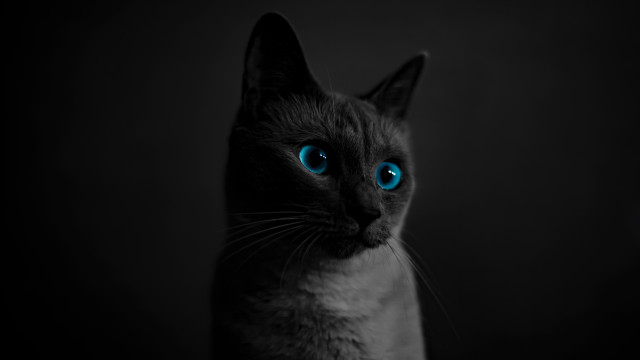 Black cat blue eyes photorealistic free wallpaper for desktop - medium preview image