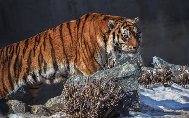Tiger rocky snow foreground wall free wallpaper for desktop - medium preview image