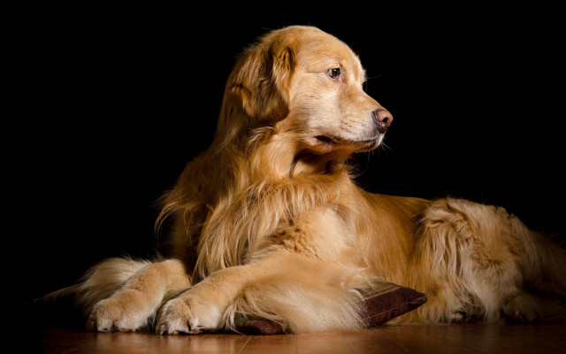 Shiba inu glamor pose black free wallpaper for desktop - medium preview image