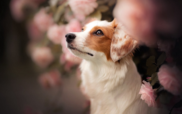 Dog sky flowers photorealistic shiba free wallpaper for desktop - medium preview image