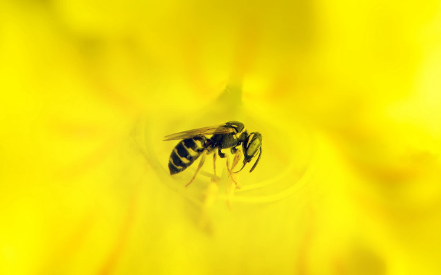 Bee yellowflower macro naturalism sunset free wallpaper for desktop - medium preview image