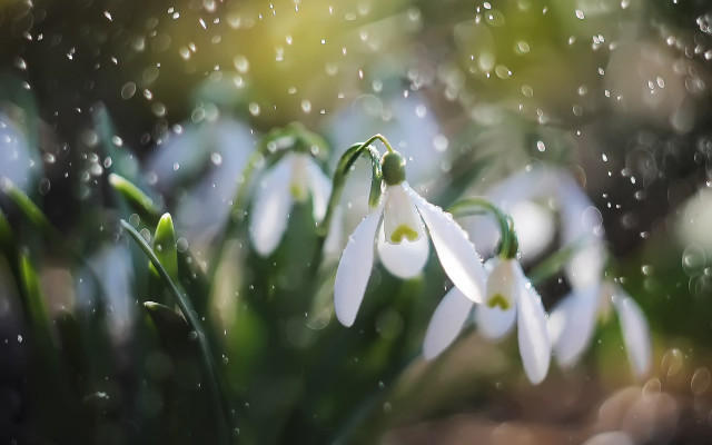 White flowers water drops bokeh free wallpaper for desktop - medium preview image