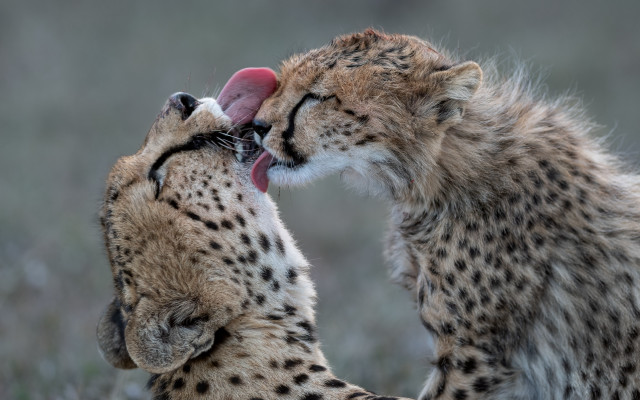 Cheetah cubs playing wild open free wallpaper for desktop - medium preview image