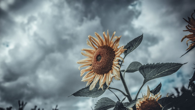 Sunflower cloudy sky daniel lieske free wallpaper for desktop - medium preview image